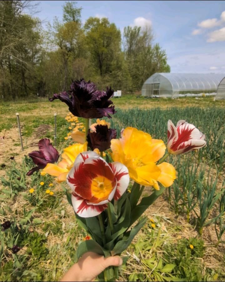 We're bringing the sunshine tomorrow, Carroll Gardens! Here's a little taster of the beauty that is these locally grown organic tulips straight from the farm. Annnnnnnd we have the first of the 'bang tidy' salad mix, arugula and bunched greens. 

(Tu