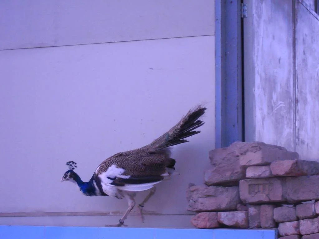 Respite from heat and isolation