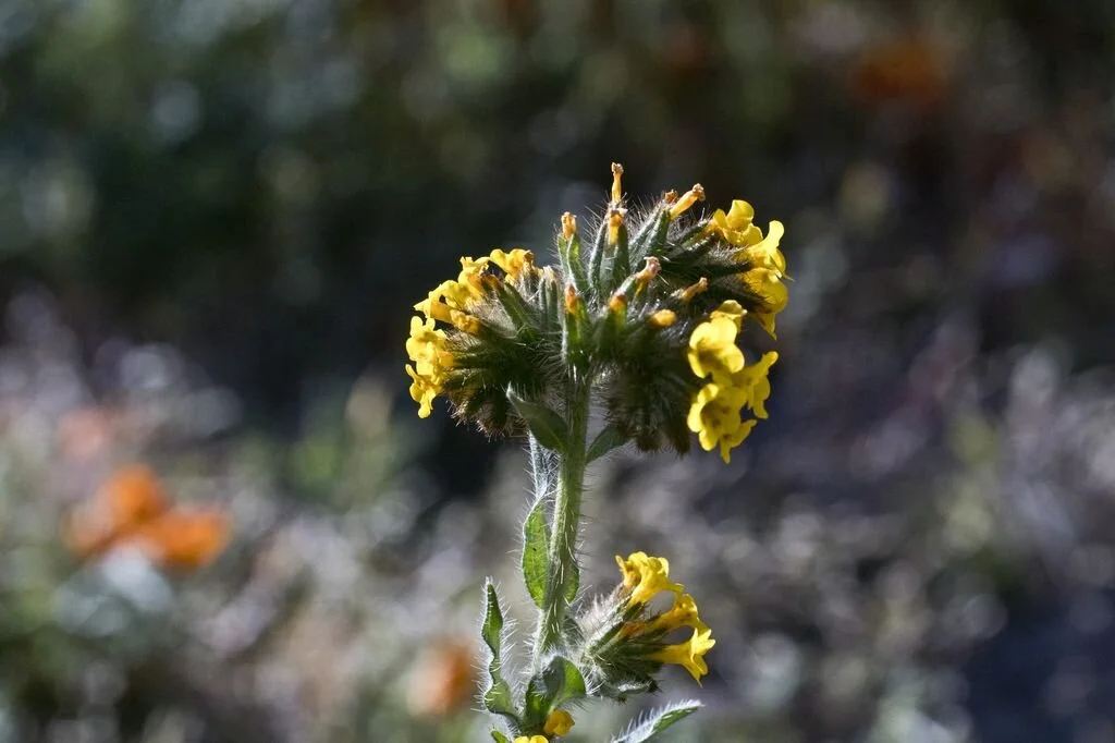 Antelope Valley, California, Poppy Fields