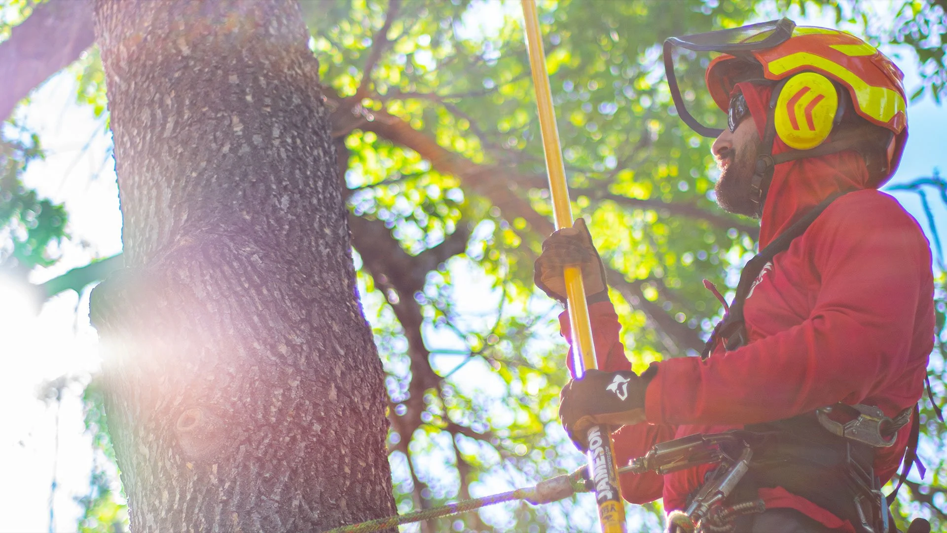 King's-Trees-6-Cropped-Web-Optimized.jpg