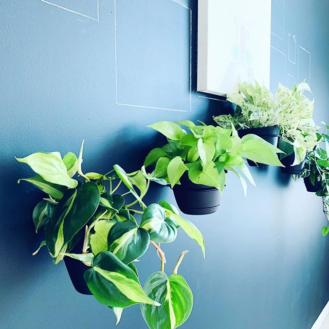 #whatshangingwednesday
Pothos, Philodendron, Hoya
hanging with art. A work in progress. .
.
.
.
.
.
#philodendron #livingwithplants #planteriordesign #houseplantsofig #plantphotography #plantsofig #houseplantlovers #hoyas #houseplantcommunity #plant