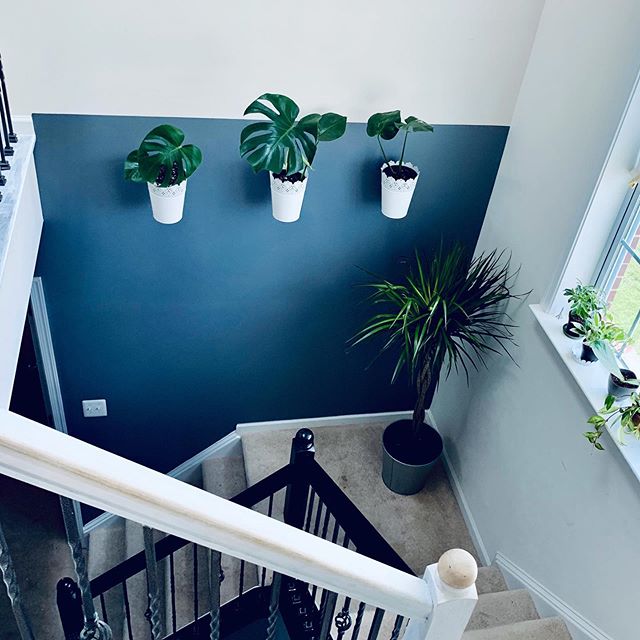 I seriously want to push the boundaries of plant and home styling. The more creative, the better. I can’t wait to see the evolution of my Monstera Wall. To see a video on how I created this look, check out my IGTV.
.
.
.
.
.
.
#monsteramonday #