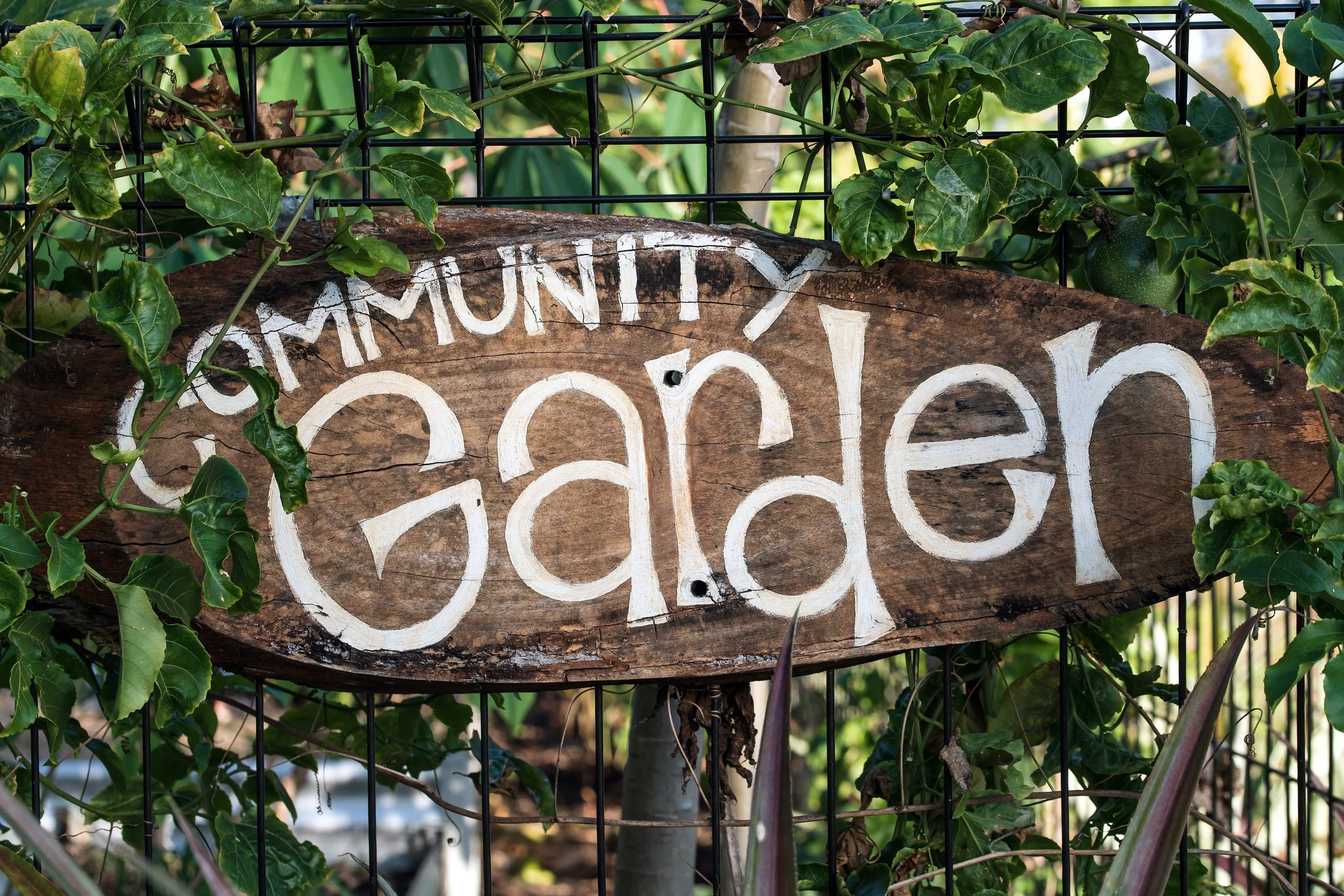 Exploring the Vibrant Community Gardens of Wellington, New Zealand