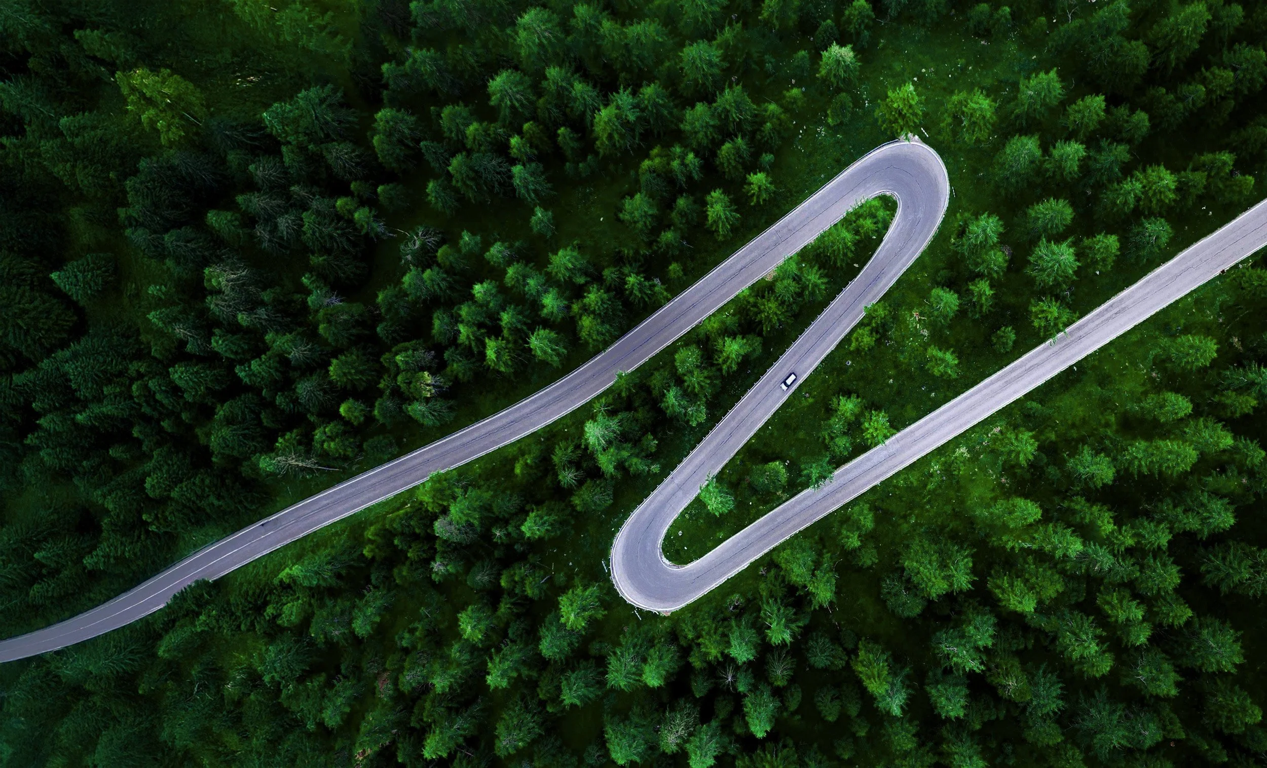 Adminis-journey-forest.jpg