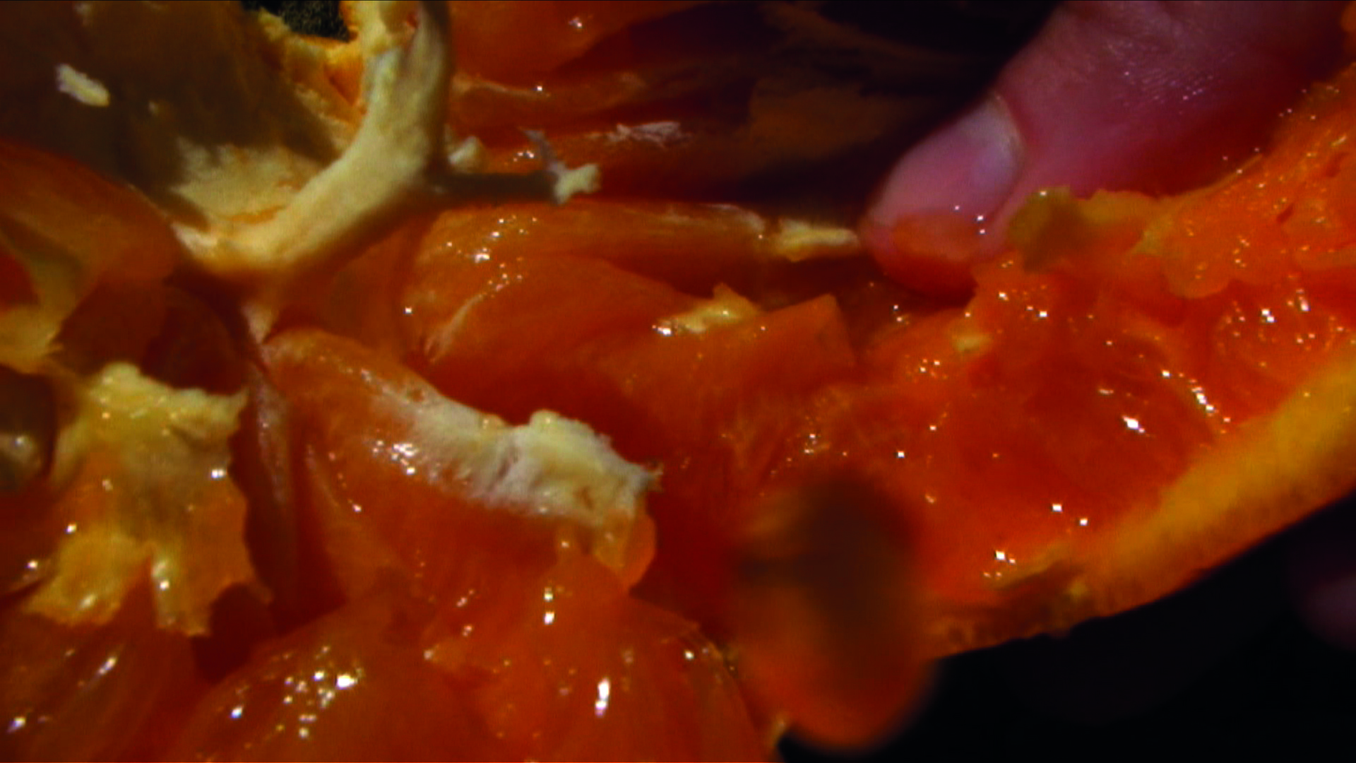  Laure Prouvost,  Swallow  (still), 2013. Courtesy of the artist. A still from the film, showing a very close-up image of the flesh of a very juicy, pulpy orange, being pulled apart. 