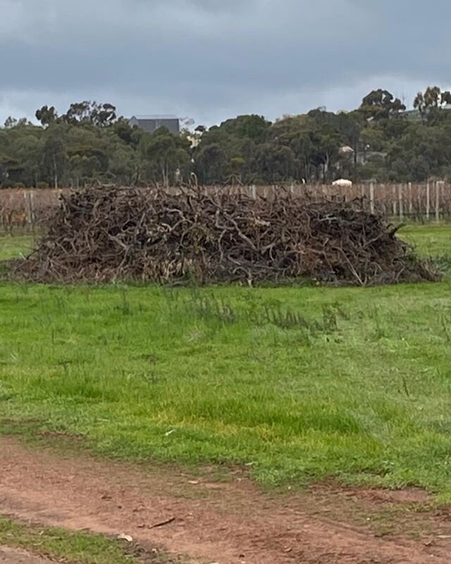 So when yr young Vine 66 Shiraz needs a serious haircut this is what you get, with good rain to date and fertilized and seeded vines let&rsquo;s hope for quality and ripper yield in 2021