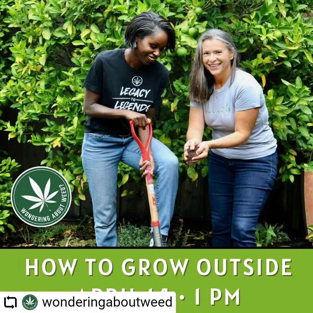 Scuse us while we kick off 4/20 a little early🌱🙌🏿

#Repost @wonderingaboutweed with @let.repost 
&bull; &bull; &bull; &bull; &bull; &bull;
💚Wondering About Weed presents💚

From Seed to Sesh, Part 1: How to Grow Outside at Home 🪴

Are you ready 