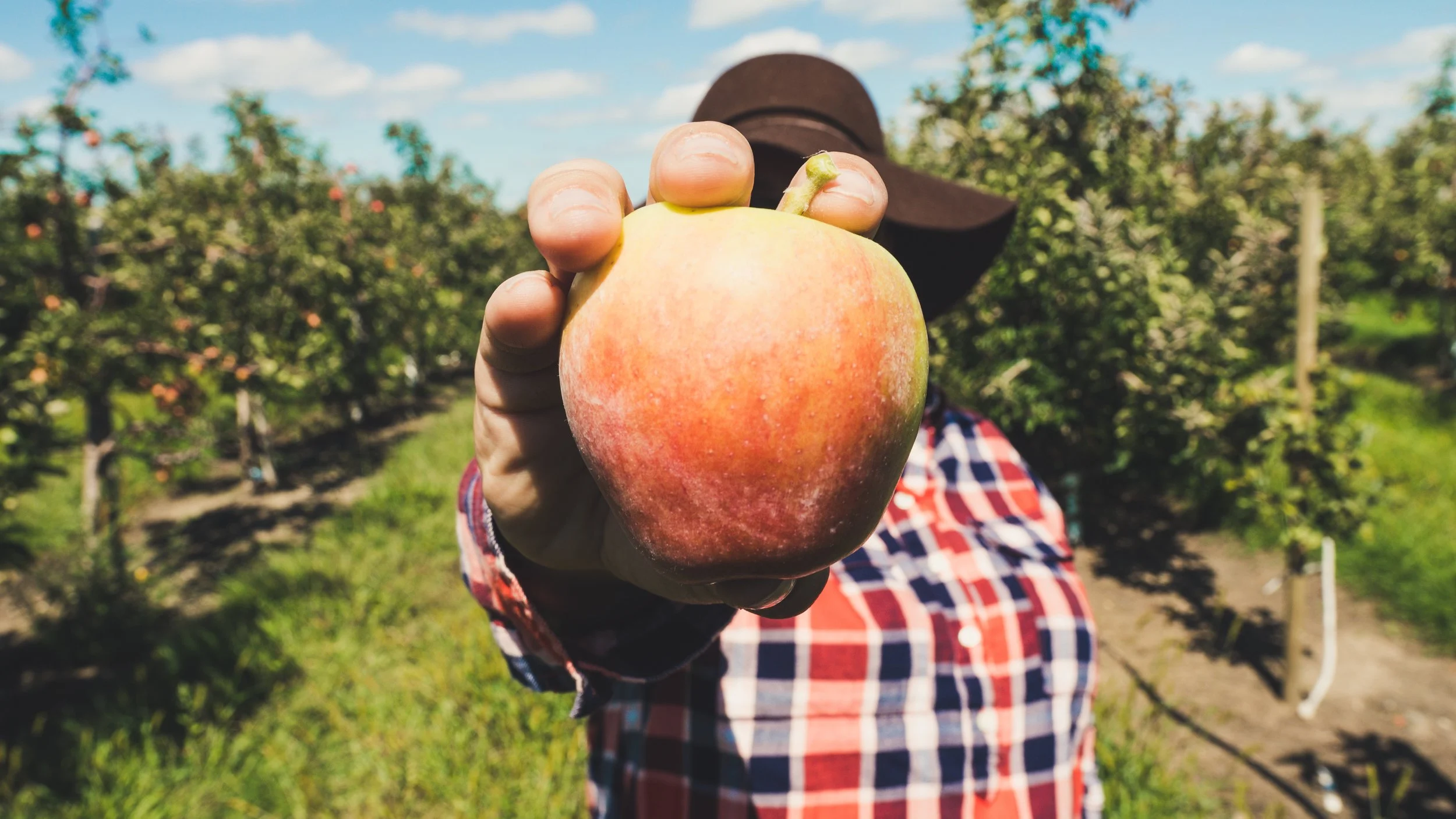 Stone Fruit