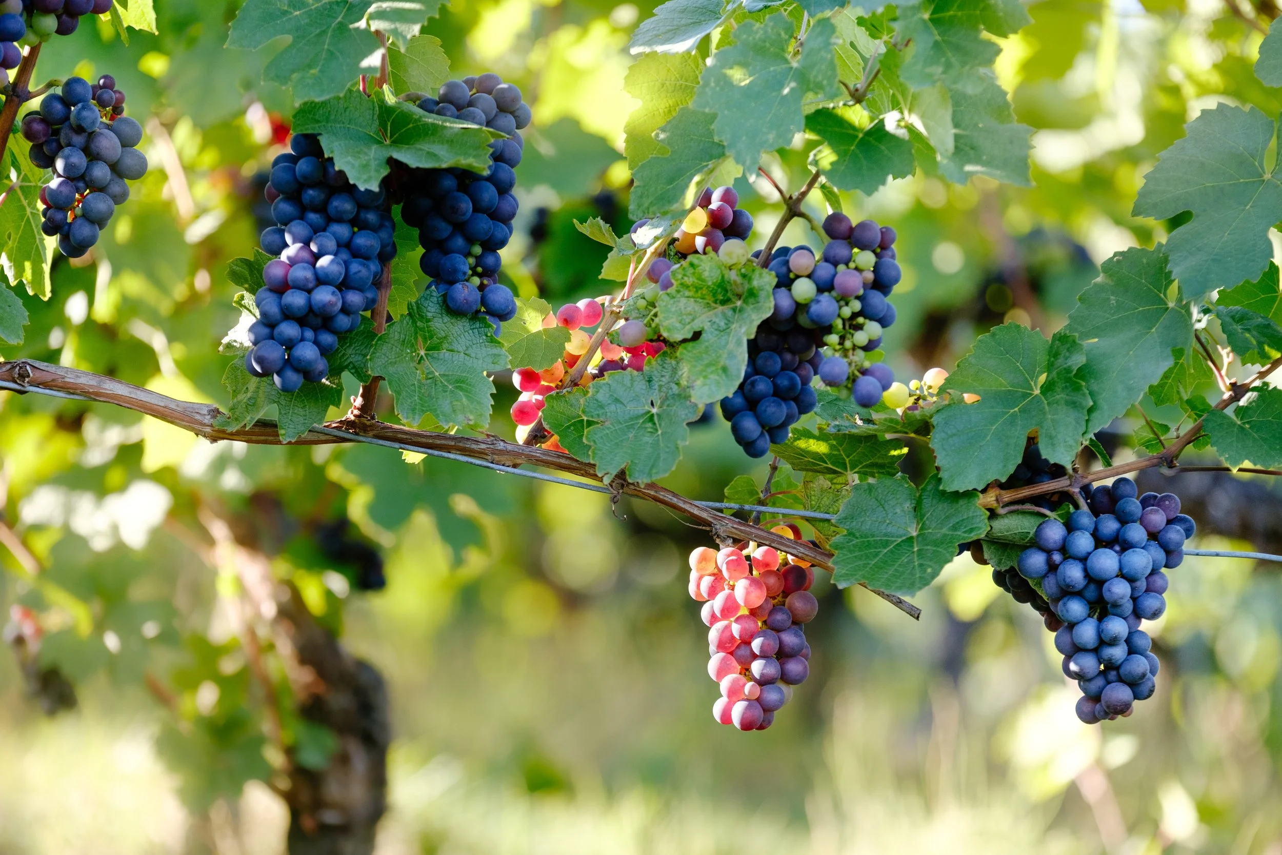 grapes cover.jpg