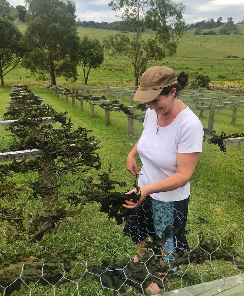 Jo Lane hanging out the mornings ‘catch’ for drying at Tilba. Photo: Milkwood Facebook.