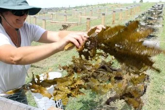 Jo Lane placing kelp on racks to dry before processing. (ABC South East NSW: Bill Brown)