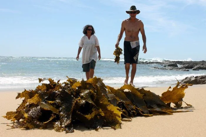 Jo Lane and Warren Atkins collecting kelp. (ABC South East NSW: Bill Brown)