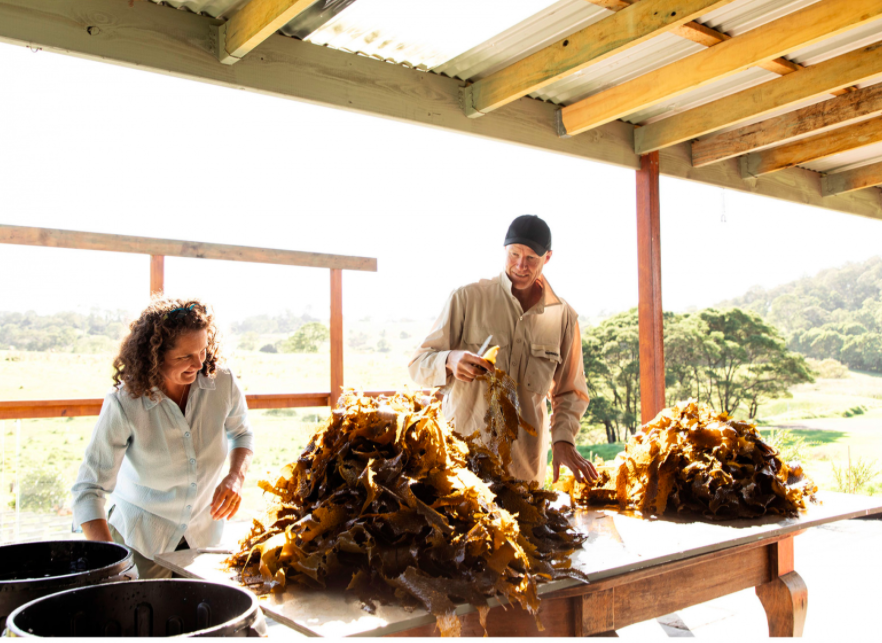 The Australian Couple Fighting The Climate Crisis With Kelp