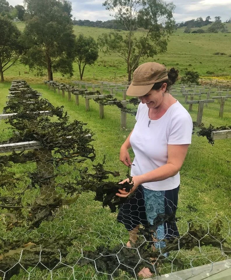 Eurobodalla ‘kelp lady’ to investigate local seaweed farming