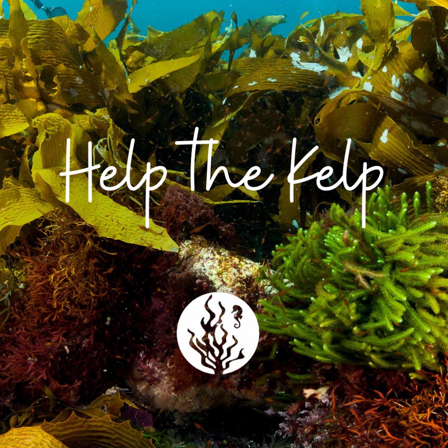 🌿💚Help the Kelp! 
This month we took part in a Seaweed Symposium, which hosted scientists, biologists, traditional owners, aquaculturalists, tourism operators, fishers, government managers, and other stakeholders in our local town of Narooma. 
The 