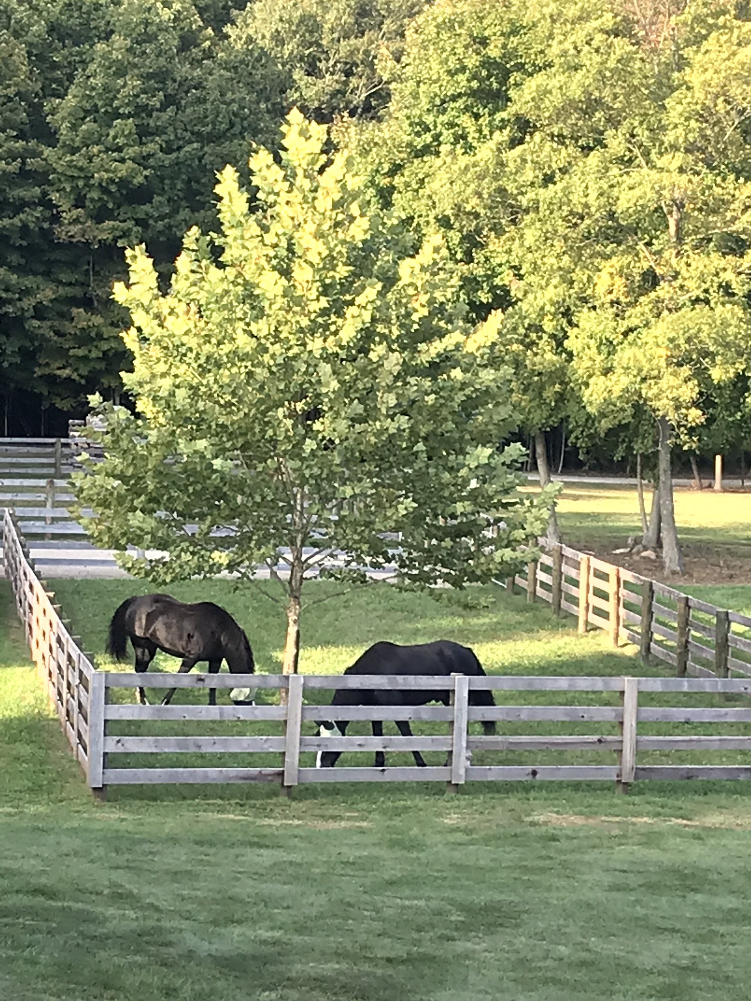 grazing ponies.jpg