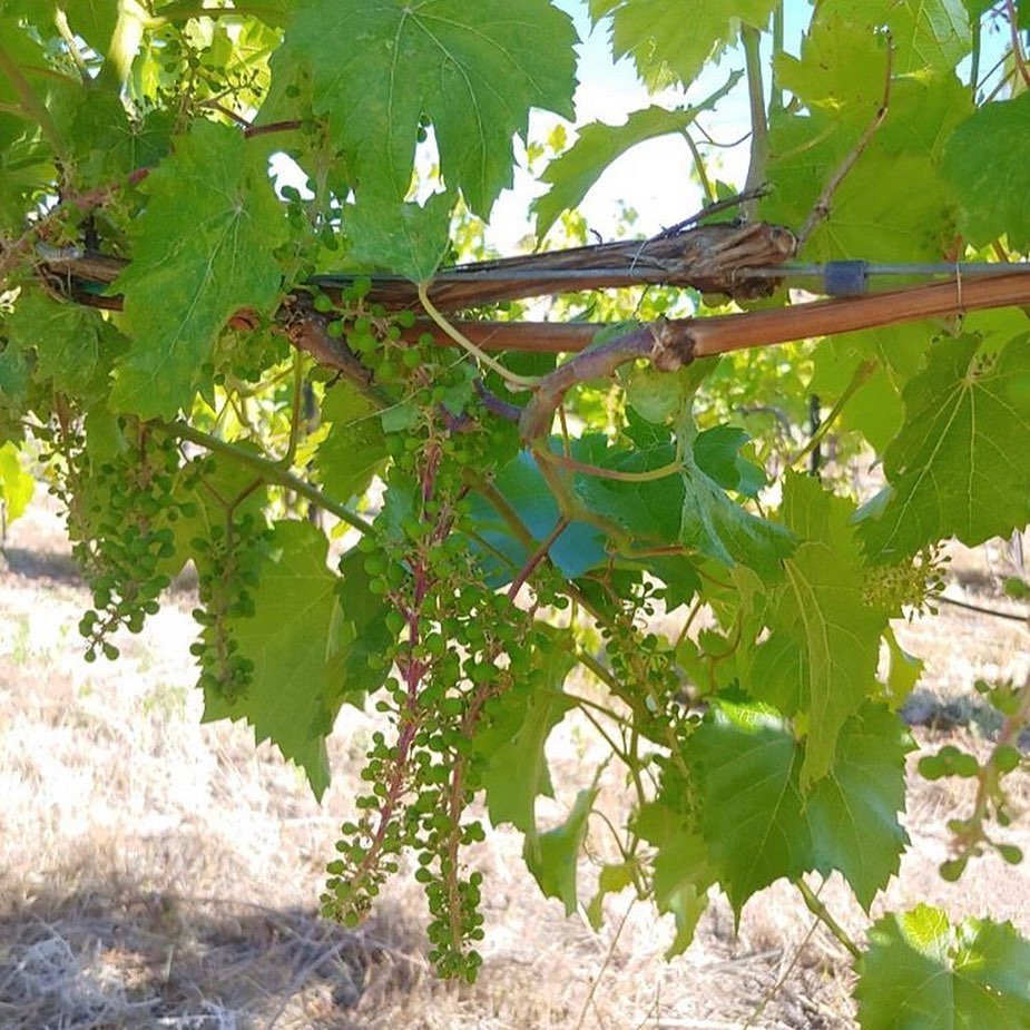 We are so grapeful to have a bountiful harvest this year!  We also appreciate the local wineries who have supported Monkeyface Vineyard as we progressed this year!  We are proud to be the very first commercial vineyard in #centraloregon #vineyardlife