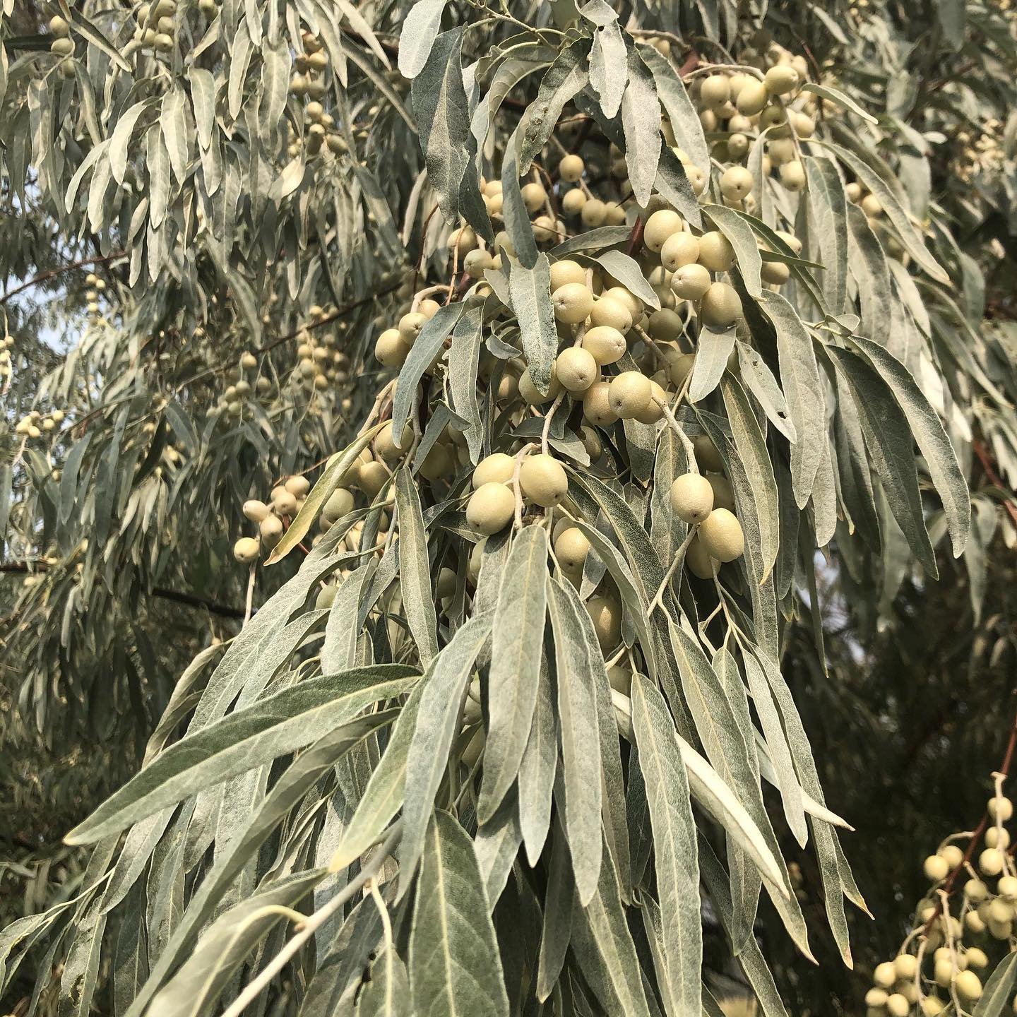 Our Russian Olives are in full bloom!