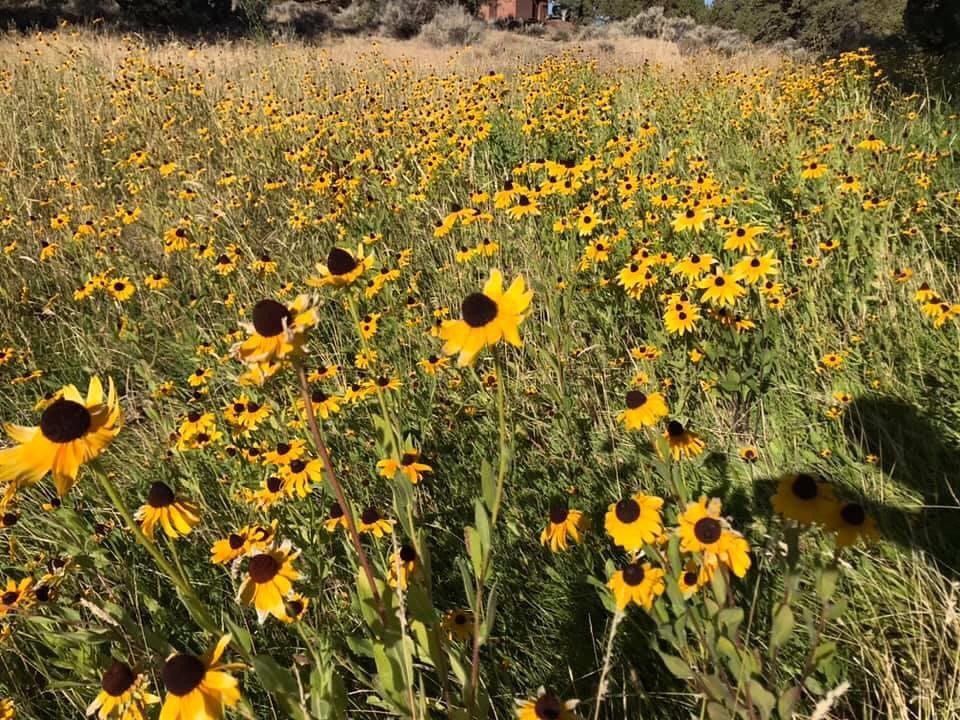 Just another day at the Ranch!
#wildflowers #ranchatthecanyons  #wildlifeconservation
