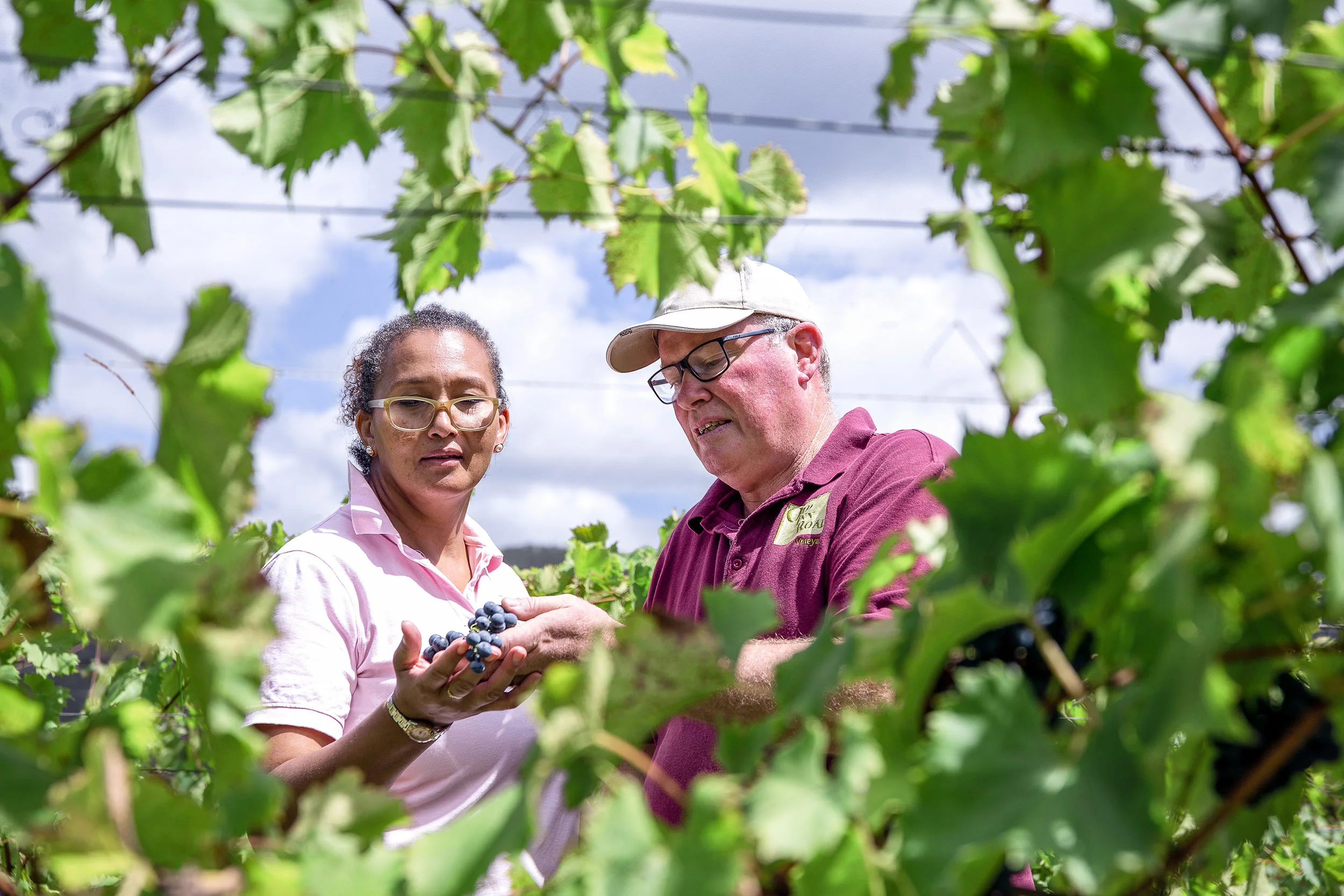 glft-old-inn-road-local-hand-picked-grapes-wine.jpg