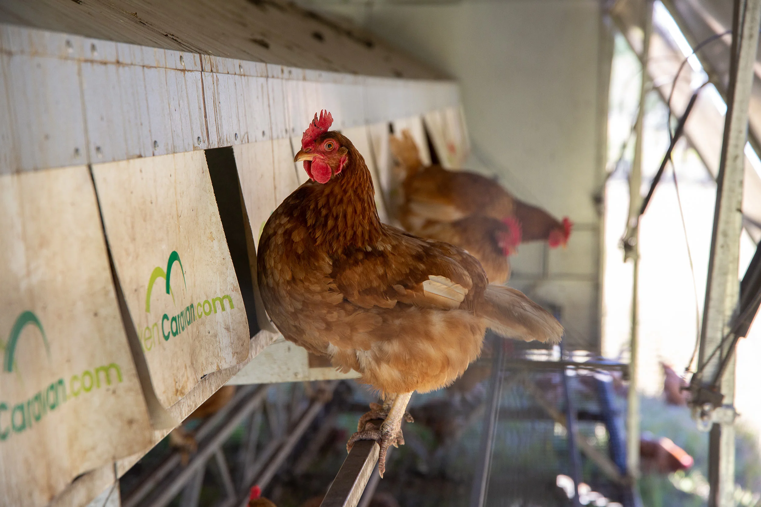 glft-topi-open-range-egg-hen.jpg