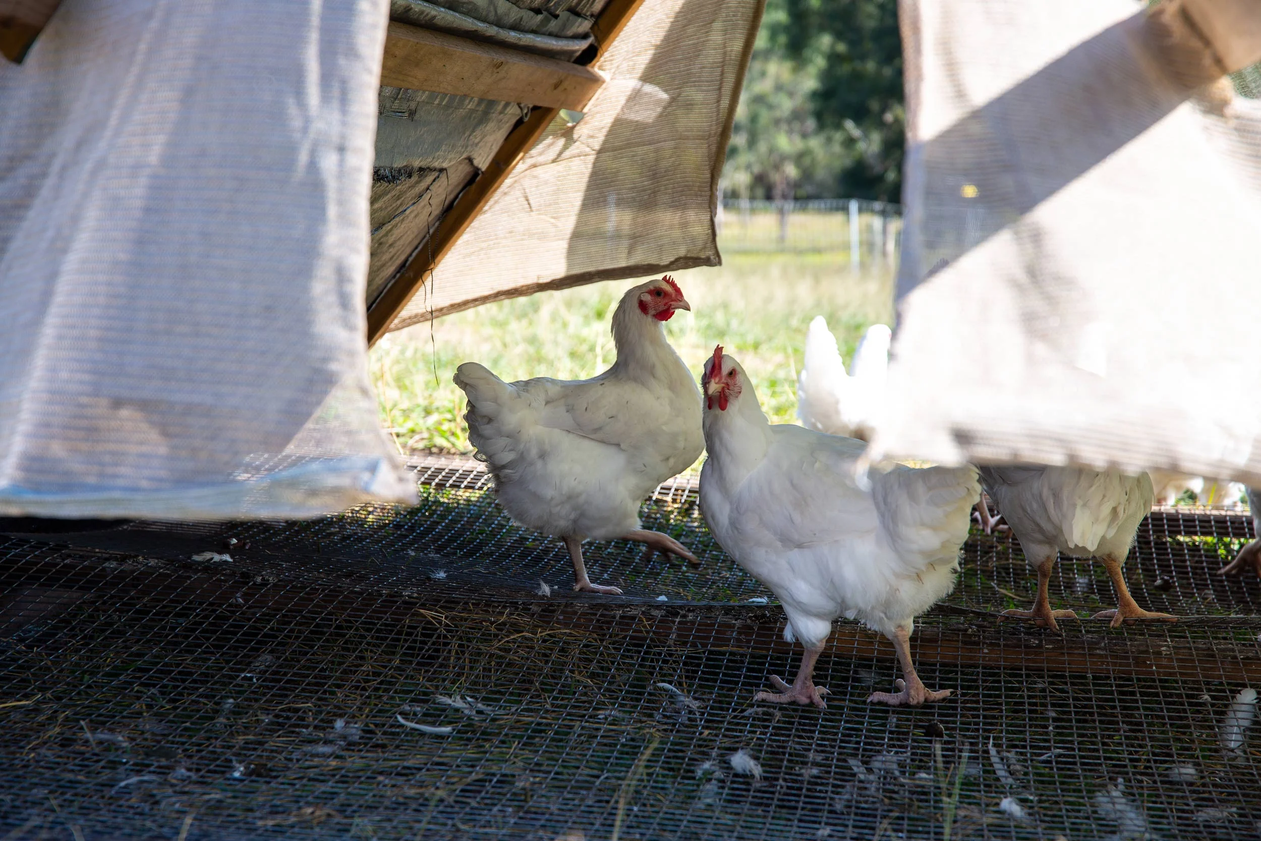 glft-topi-open-range-meat-chickens.jpg