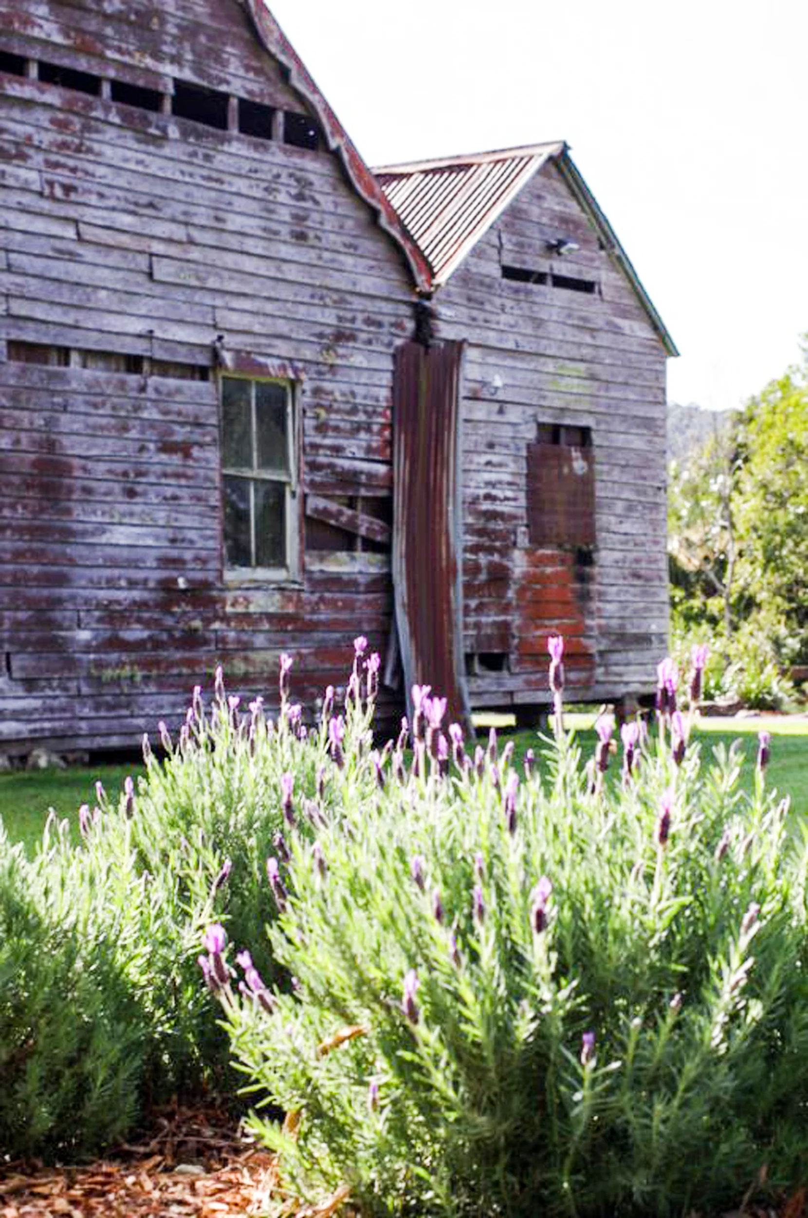 home_oldhousesouthernsidelavenderforeground.jpg