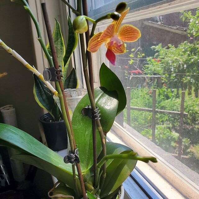 I bought this orchid in winter full of blooms. Not long after, the blooms fell off. I just assumed it would never flower again as I'm terrible at plants. I kept caring for it and today, on the Summer Solstice, I see this.

#blooms #summersolstice #na