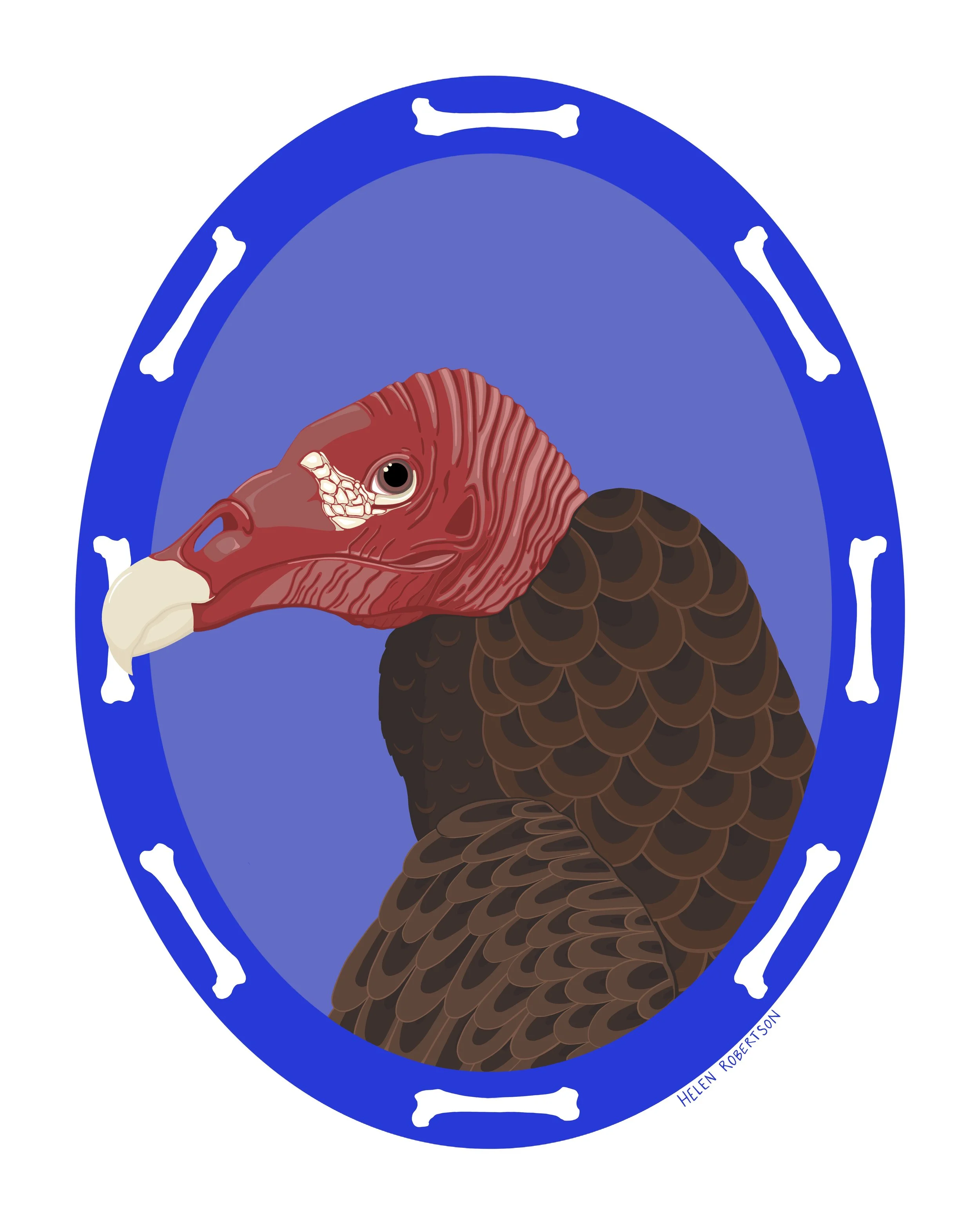 Turkey Vulture | Digital Illustration