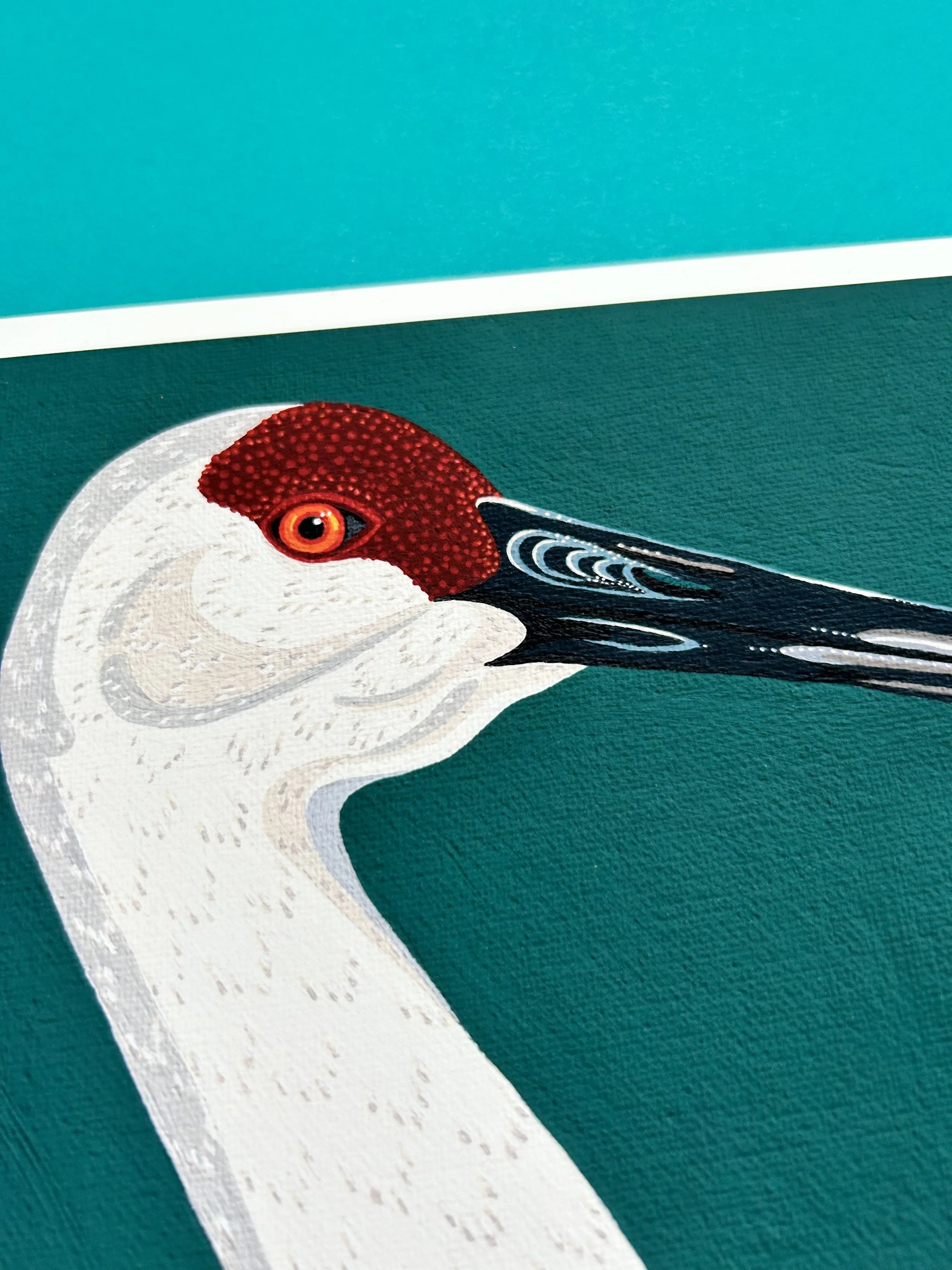 sandhill crane.jpg