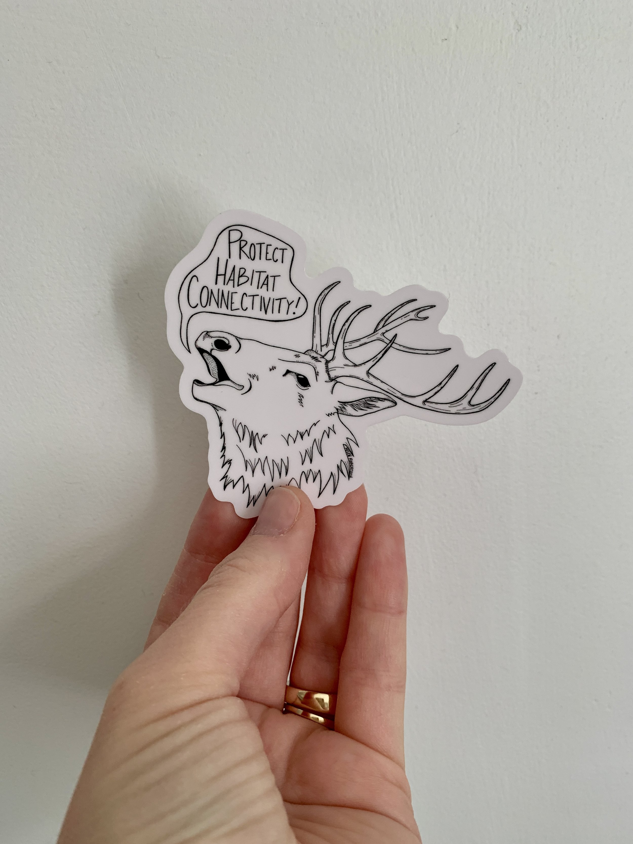 elk alone.JPG