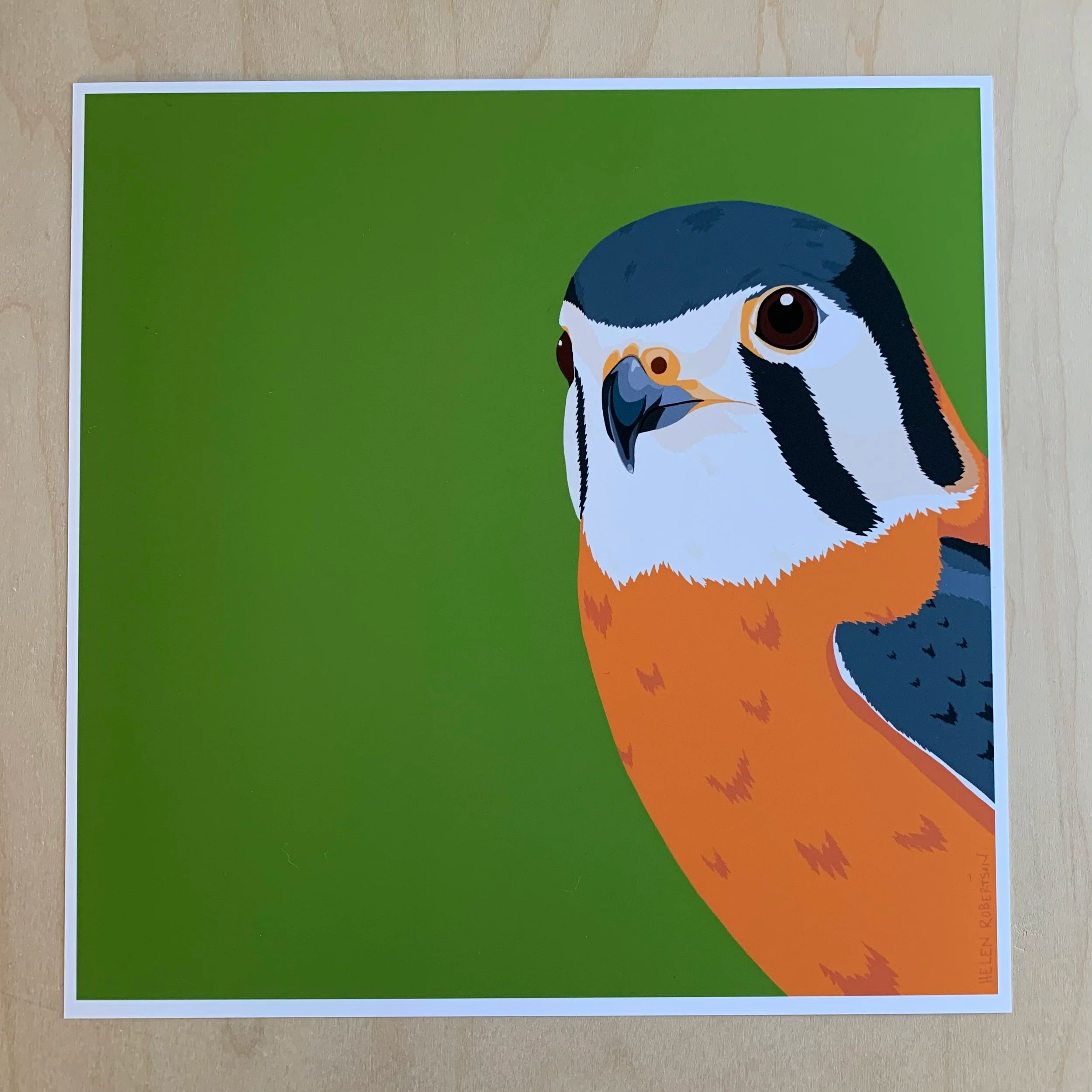American+Kestrel.png