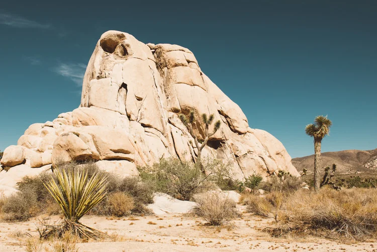 Joshua_Tree-15 (1).jpg