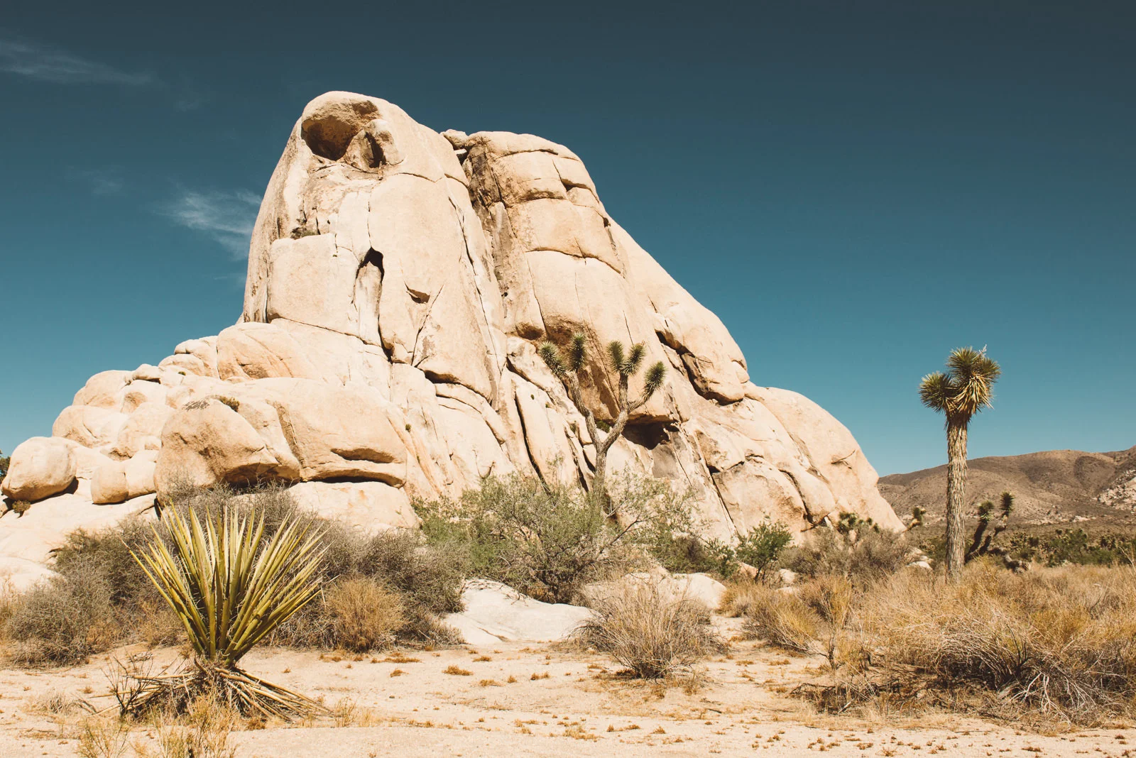 Joshua_Tree-15.jpg