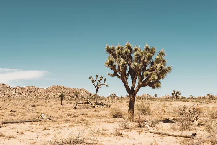 Joshua_Tree-12 (1).jpg