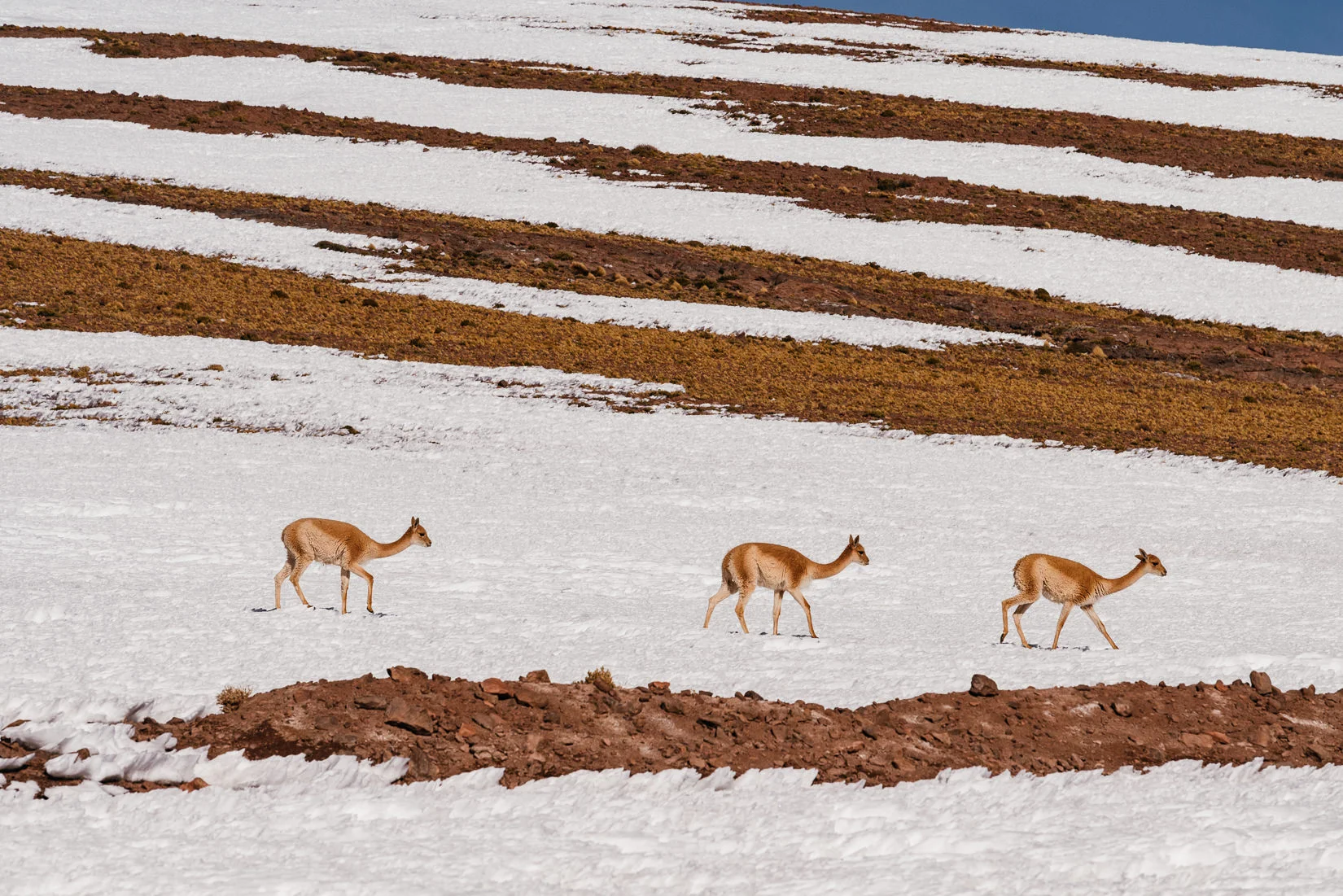 Atacama-18.jpg