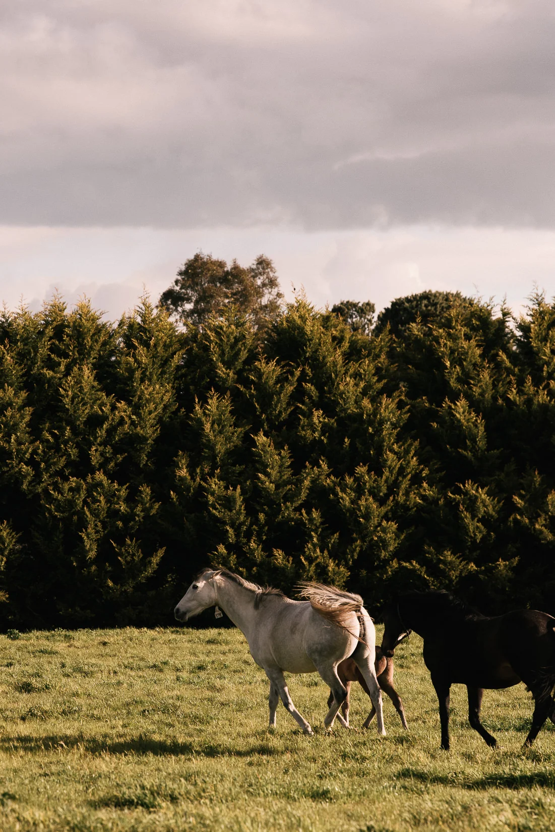 Mitchelton-3.jpg