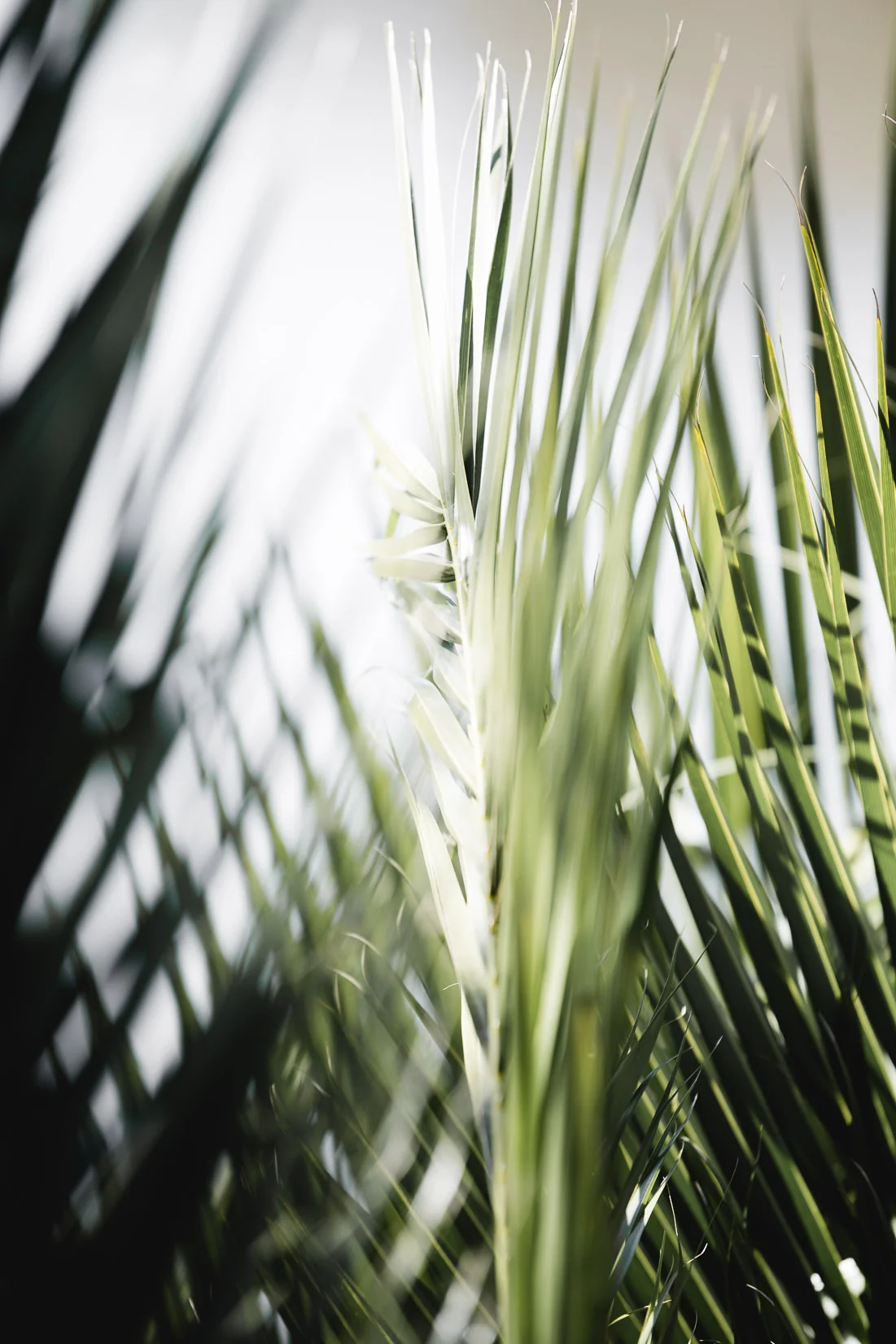 Mitchelton-5.jpg
