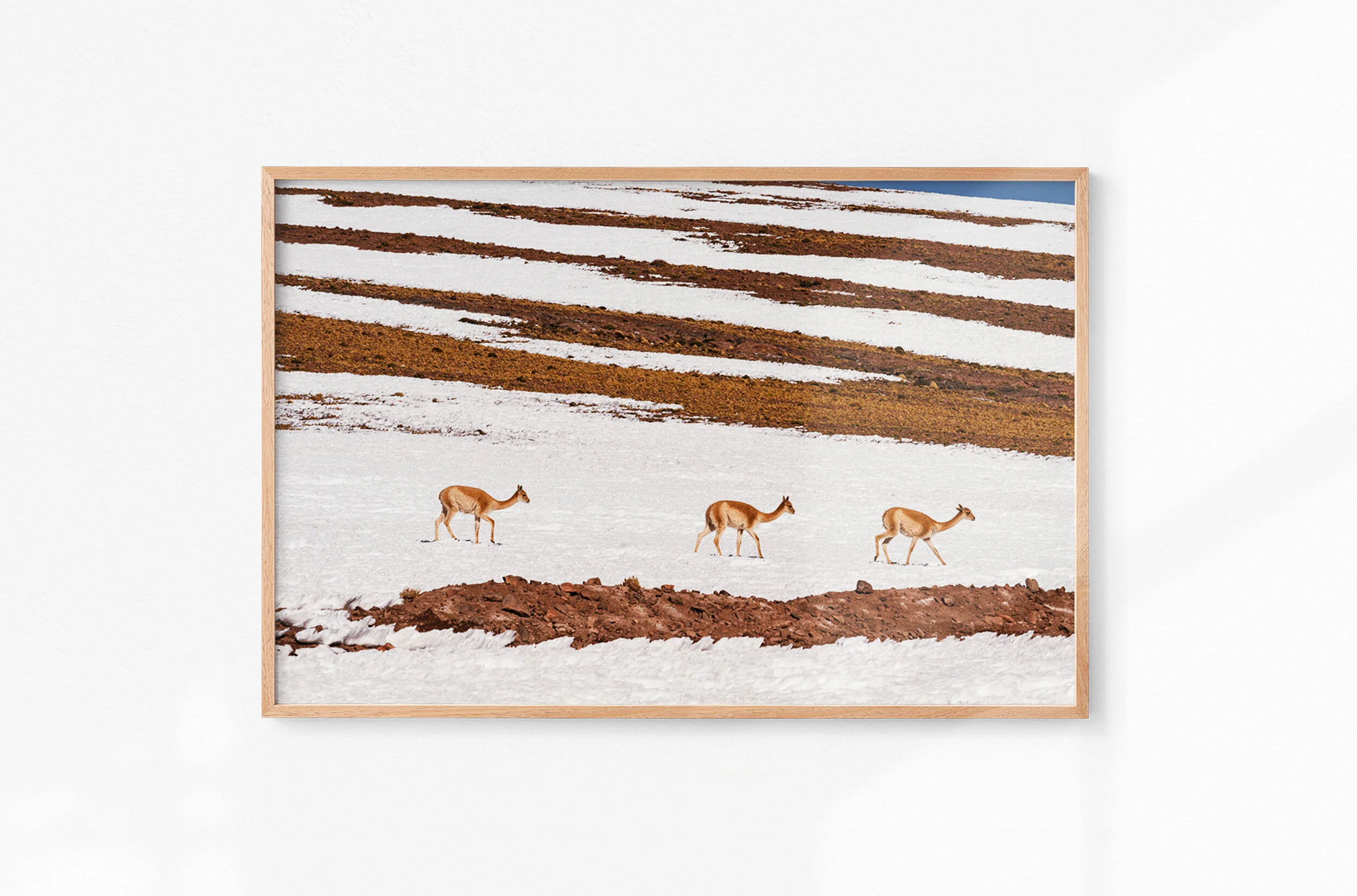 Atacama XI