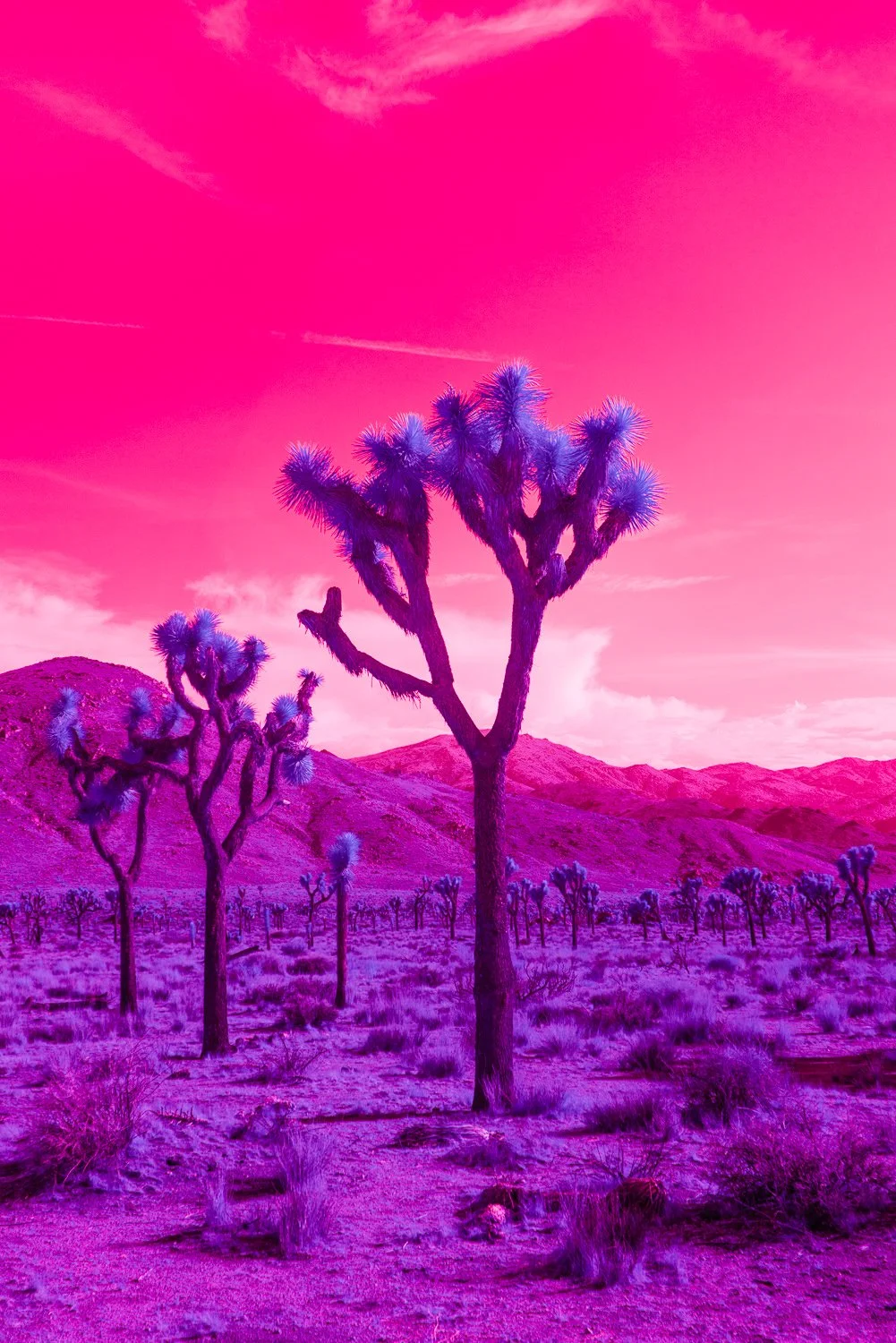 Dreamscape.jpeg