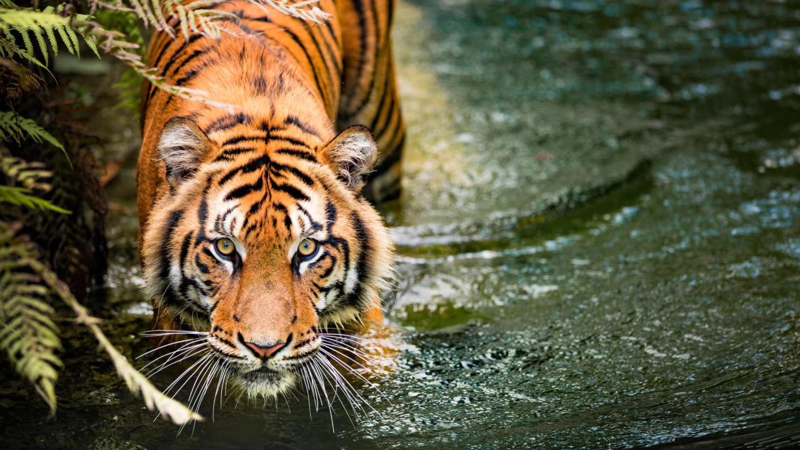 Enter the water tiger for 2022