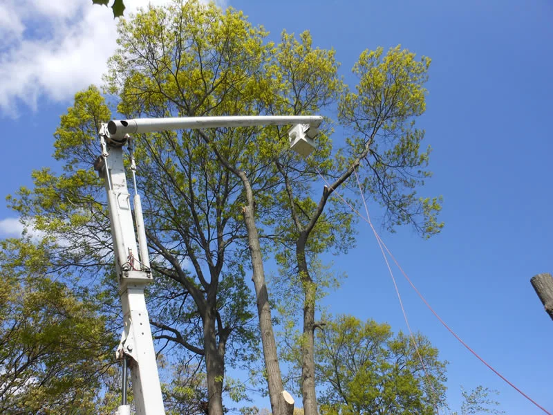 Wounded Tree Care
