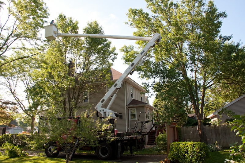 Joe D. Tree Service