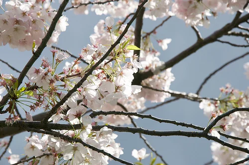 Long Island Spring Tree Care Tips