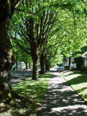 JoesTrees-BlogPic-20190403-Spring_Tree_Care-3.jpg