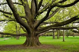 JoestTrees-BlogPic-20190415-SpringPruning-2.jpg