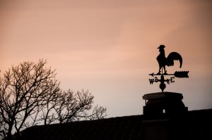 Will the Wind Topple your Trees?