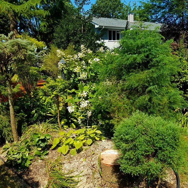 We remove trees.... Not your garden! 
Check out these shots of a very dense garden where not a petal was harmed! 
Joe's Complete Tree Service handles the most challenging landscaping obstacles, making sure your yard and gardens are more beautiful whe