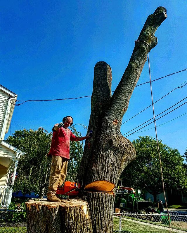 No Monster Too Mean or Too Tall! 
Here's Joe removing an enormous tree that was damaged in the last storm. 
The scariest thing in October could be an old tree falling on your property!  This fall, remember to trim, or remove the old and overgrown tre