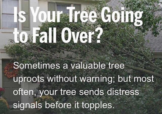 ‼️IT IS WINDY ‼️CHECK those trees for anything DANGEROUS. If you are not too sure give us a call for an estimate! 631-225-2075 #treeservice #longislandtreeservice #joescompletetreeservice #treeservice #treecutting #longisland